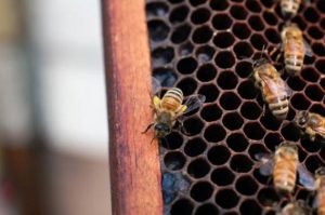 Tupelo Honey Bees